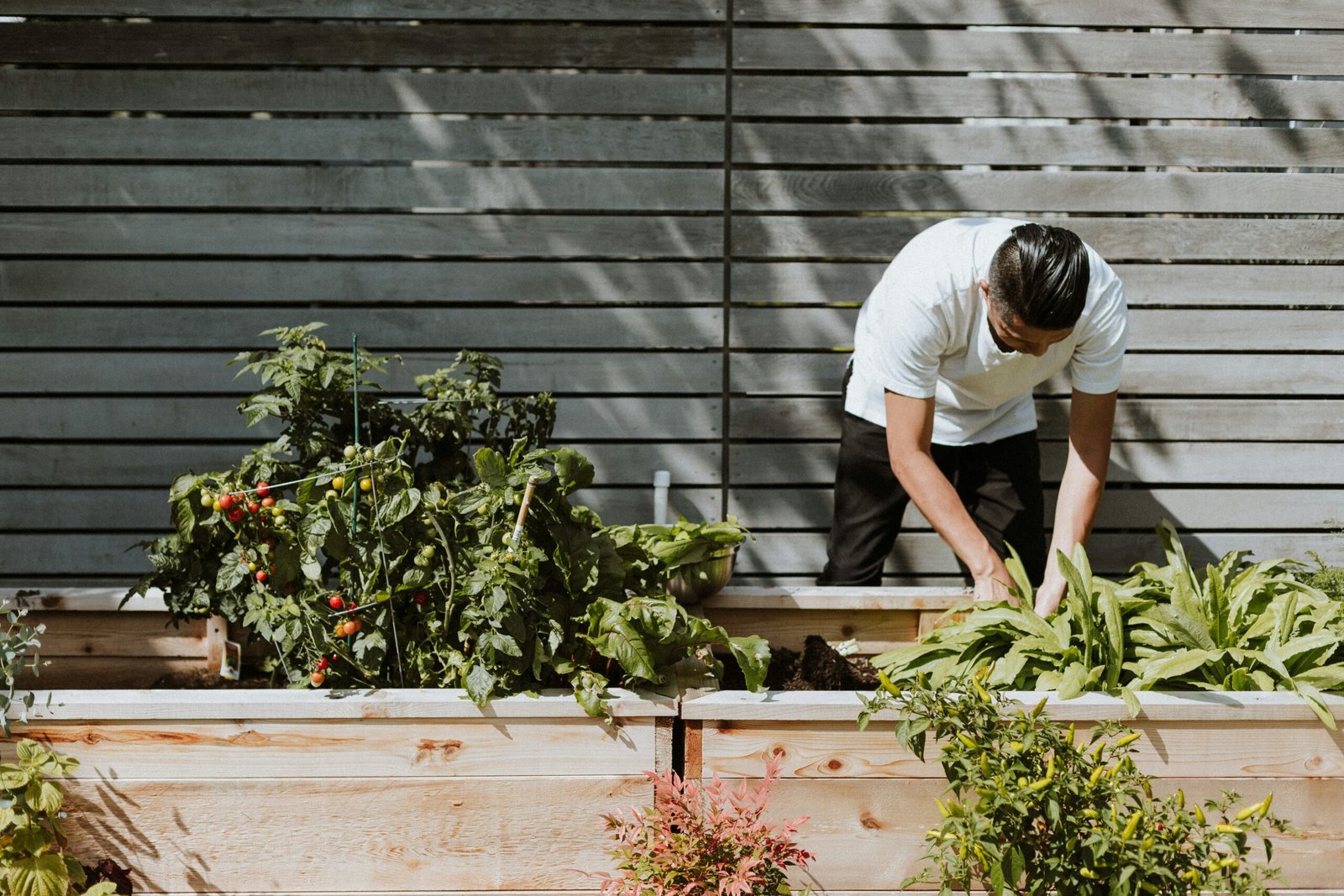 Read more about the article The Importance of Gardening: Towards a Better Future