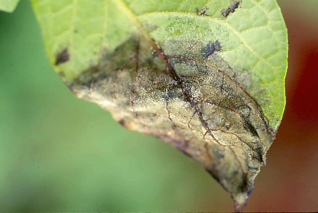 Late Blight (Phytophthora infestans)