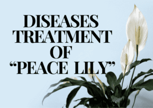 Read more about the article 5 Common Peace Lily Diseases: Identification and Treatment Guide