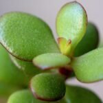 Easy and Effective Ways to Propagate Your Jade Plant: Top 3 Proven Methods