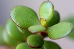 Read more about the article Easy and Effective Ways to Propagate Your Jade Plant: Top 3 Proven Methods