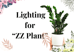 Read more about the article ZZ Plant Light Requirement: Easy Guide