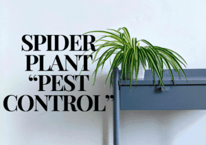 Read more about the article Spider Plant Pest Control: Easy Tips for Identification and Prevention