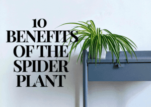 Read more about the article 10 Amazing Benefits of the Spider Plant