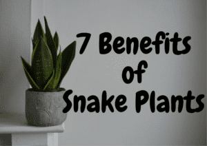 Read more about the article 7 Amazing Benefits of Snake Plants: The Ultimate Guide to Care and Decoration