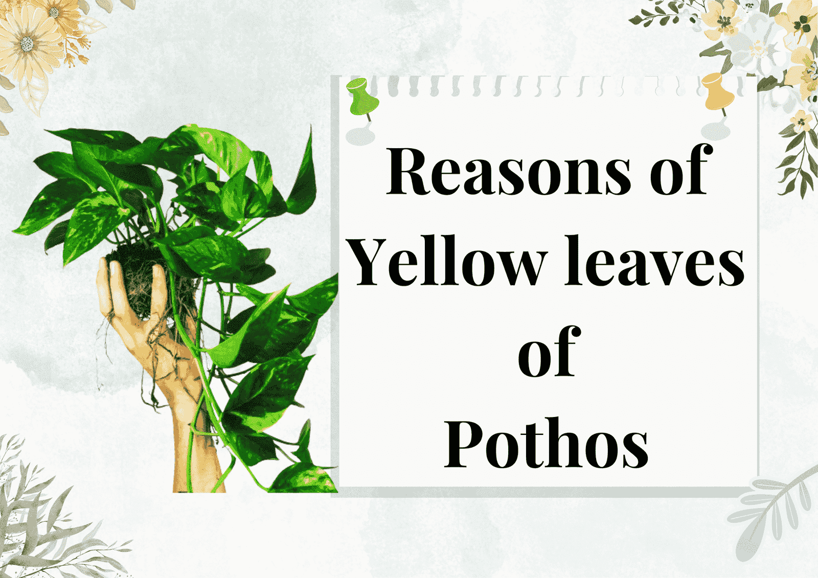 Read more about the article 7 Reasons Your Pothos Leaves turning Yellow