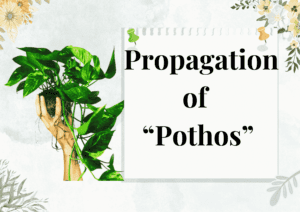 Read more about the article How to Propagate Pothos plants: Easy Guide