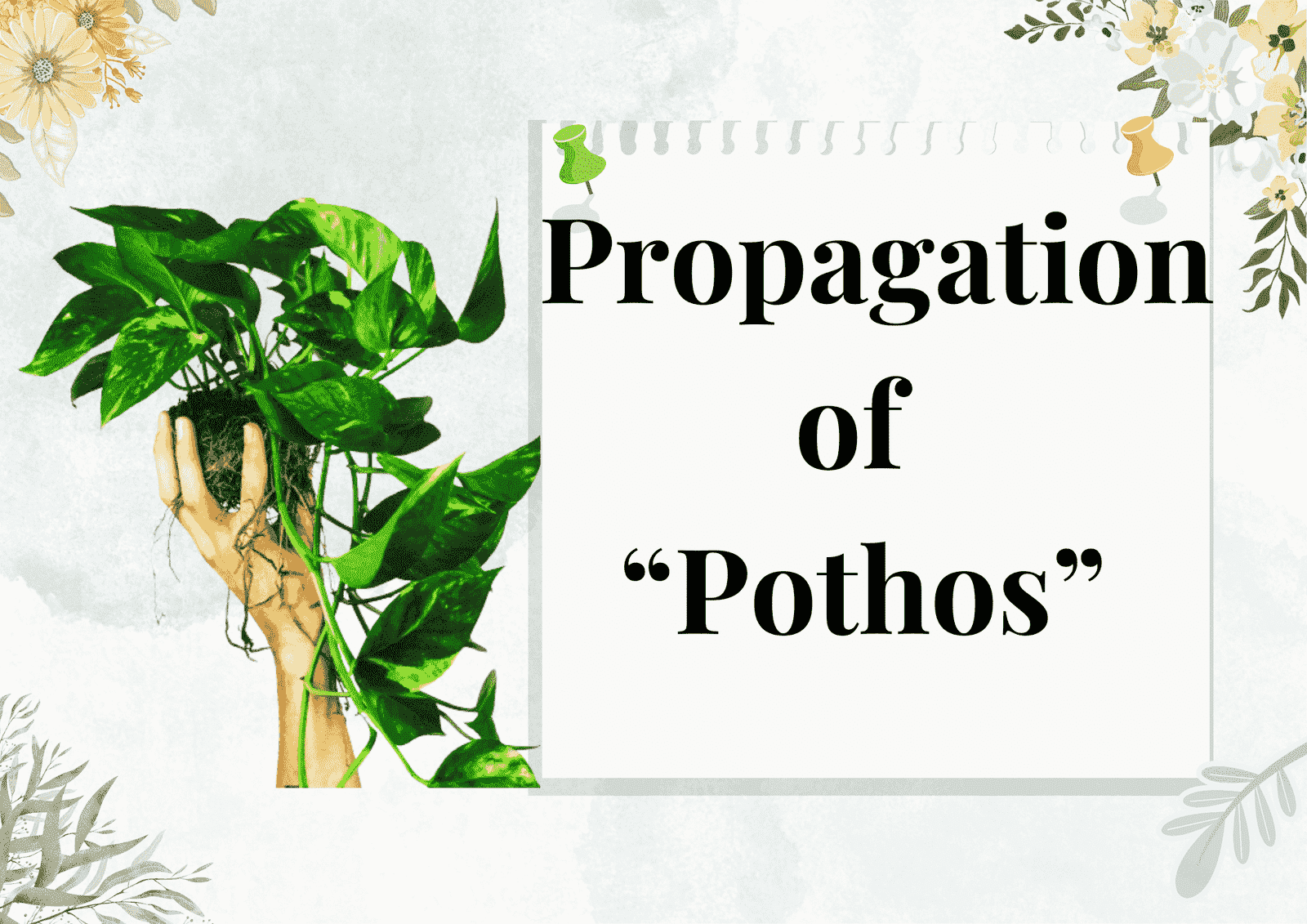 You are currently viewing How to Propagate Pothos plants: Easy Guide