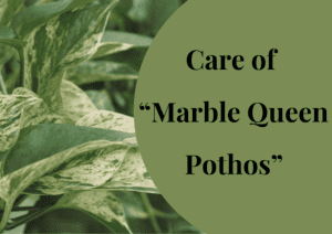 Read more about the article Marble Queen Pothos Care: Your Ultimate Guide to Thriving Indoor Greenery