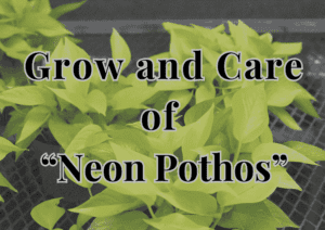 Read more about the article How to Grow and Care Neon Pothos: Easy Guide