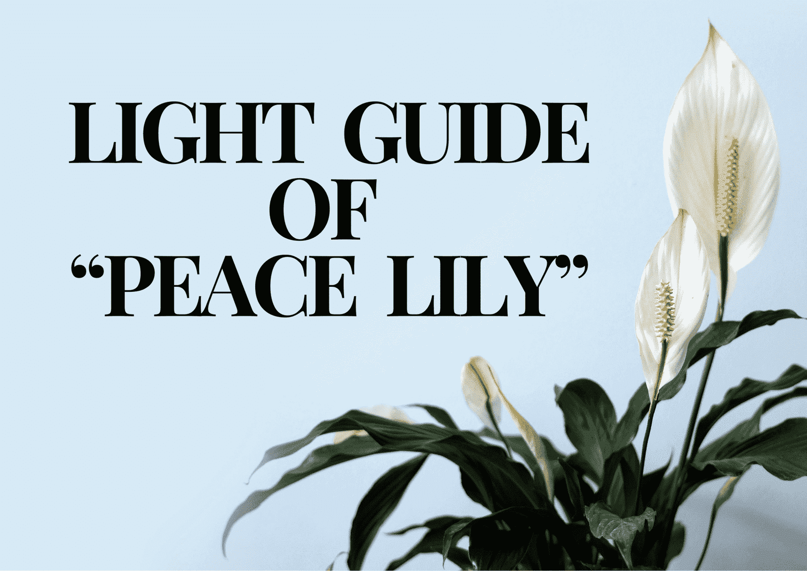 Read more about the article Ultimate Guide to Peace Lily Light Requirements: How to Achieve Perfect Indoor Lighting