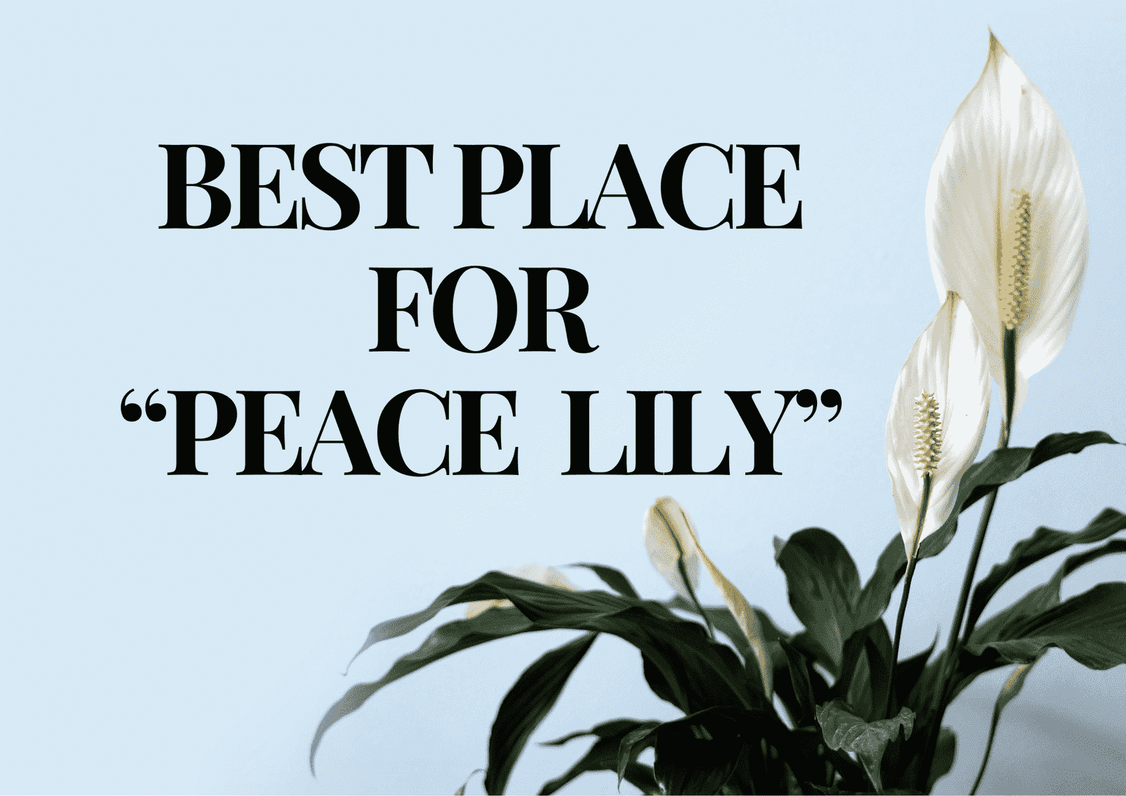 You are currently viewing Best Places to Put a Peace Lily: Top Rooms for Optimal Growth and Care