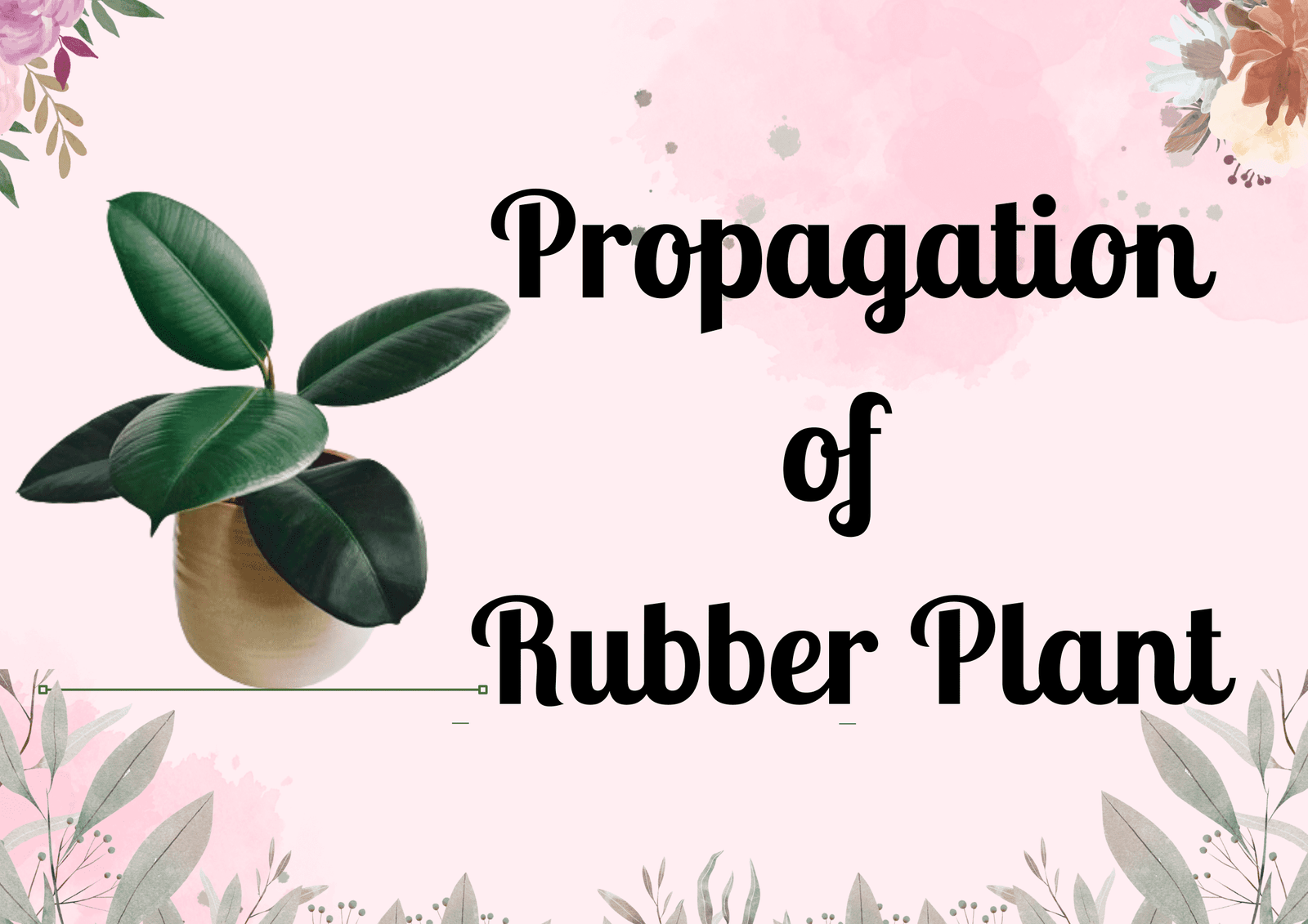 Read more about the article How to Propagate Rubber Plant: Stem cutting & Air layering