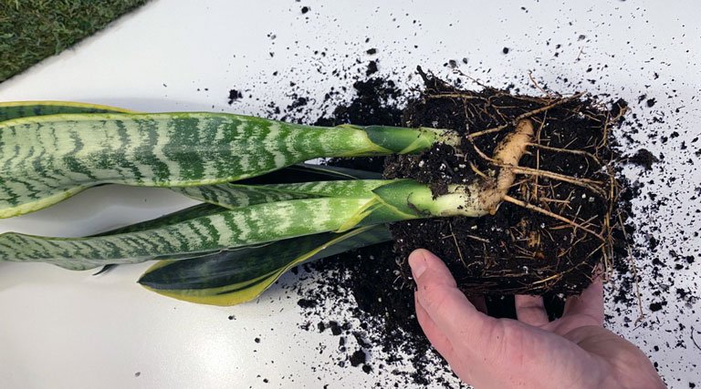 How to propagate snake plant