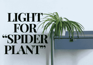 Read more about the article The Ultimate Guide to Spider Plant Light Needs: Tips for Thriving Indoor Plants