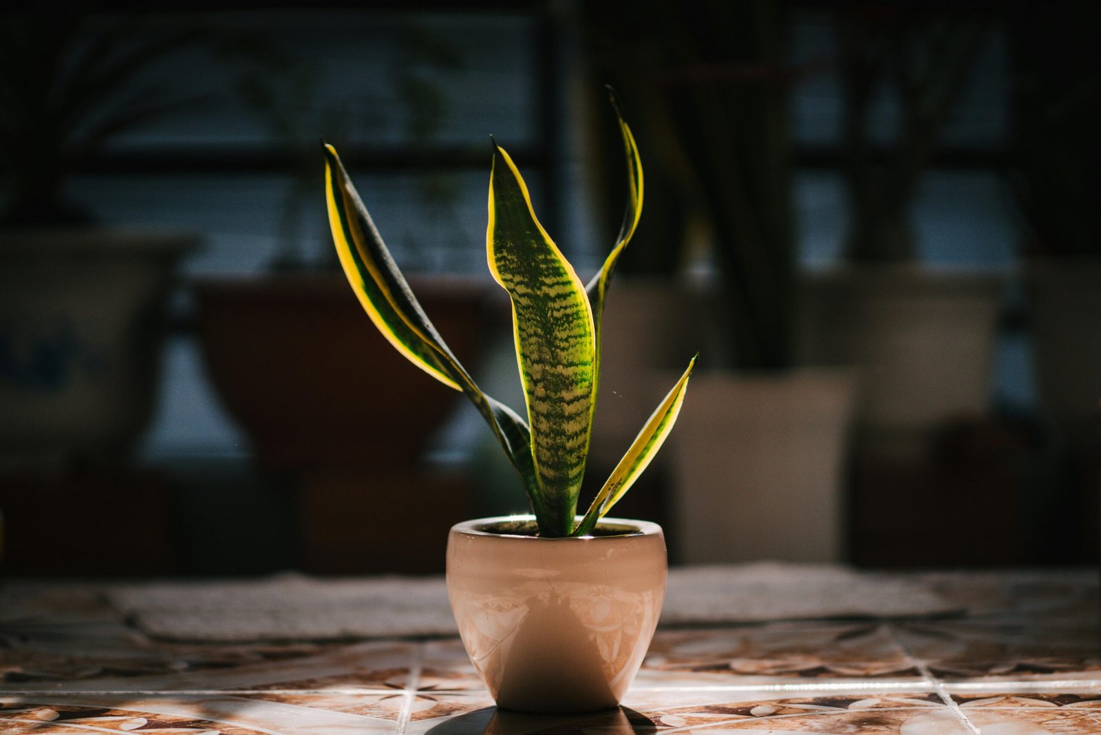 Read more about the article How to Water Your Snake Plant for Optimal Growth