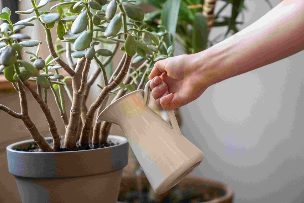 How to propagate Jade Plant