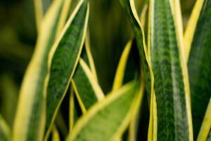 Read more about the article 7 Snake Plant benefits: The Ultimate Guide to Care and Decoration