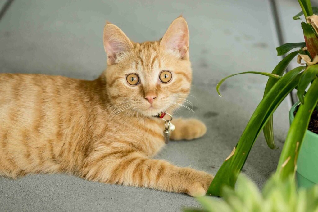 Spider Plant benefits: safe for cats