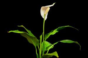 Read more about the article How Often Do Peace Lilies Bloom? A Complete Guide to Their Flowering Cycle