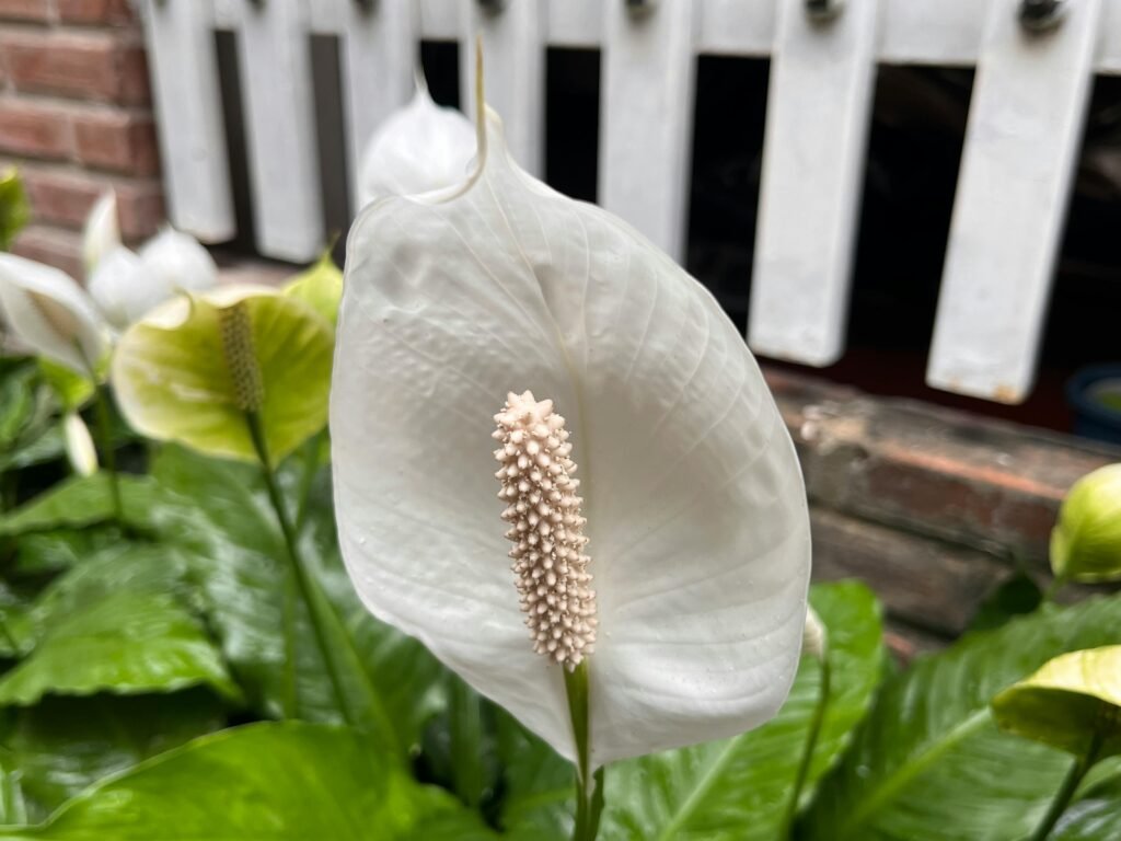 peace lily