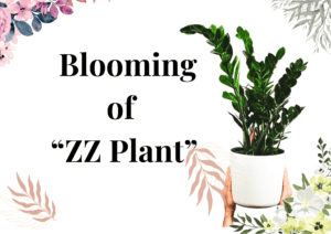 Read more about the article Exploring the Rare Bloom of the ZZ Plant: What to Expect and How to Care for It