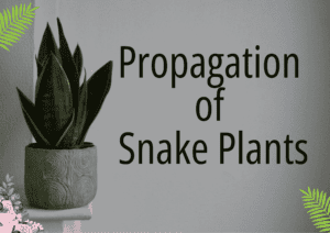 Read more about the article How to Propagate Snake Plants: Easy Tips for Growing New Plants