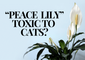 Read more about the article Are Peace Lilies Toxic to Cats? Essential Safety Tips for Cat Owners