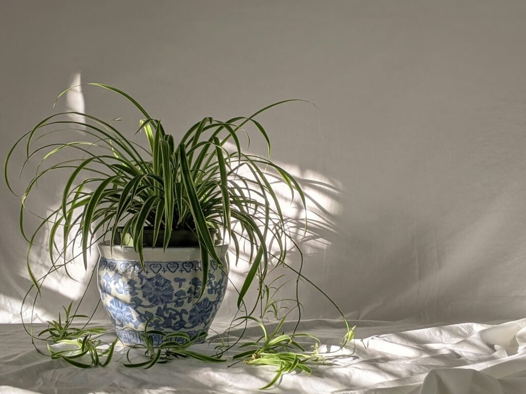 Spider Plant benefits: decoration