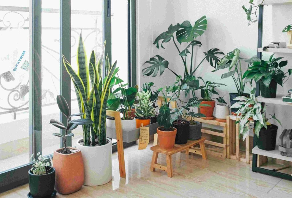 indoor plants inside a home