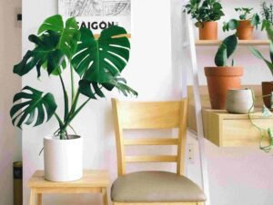 Read more about the article Top Indoor Tropical Plants for Your Space