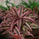 Amazing Cryptanthus Acaulis Tips You’ll Love