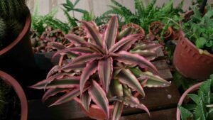 Read more about the article Amazing Cryptanthus Acaulis Tips You’ll Love