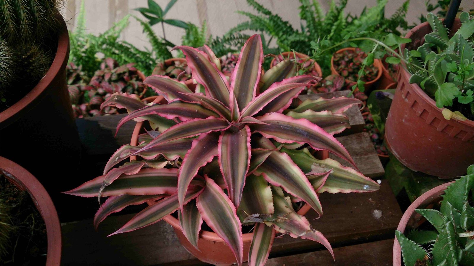 You are currently viewing Amazing Cryptanthus Acaulis Tips You’ll Love