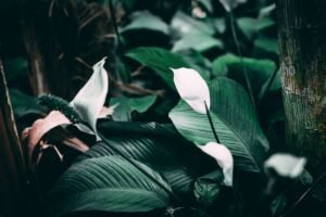 Read more about the article Unlock the Secrets of Large Peace Lily Care