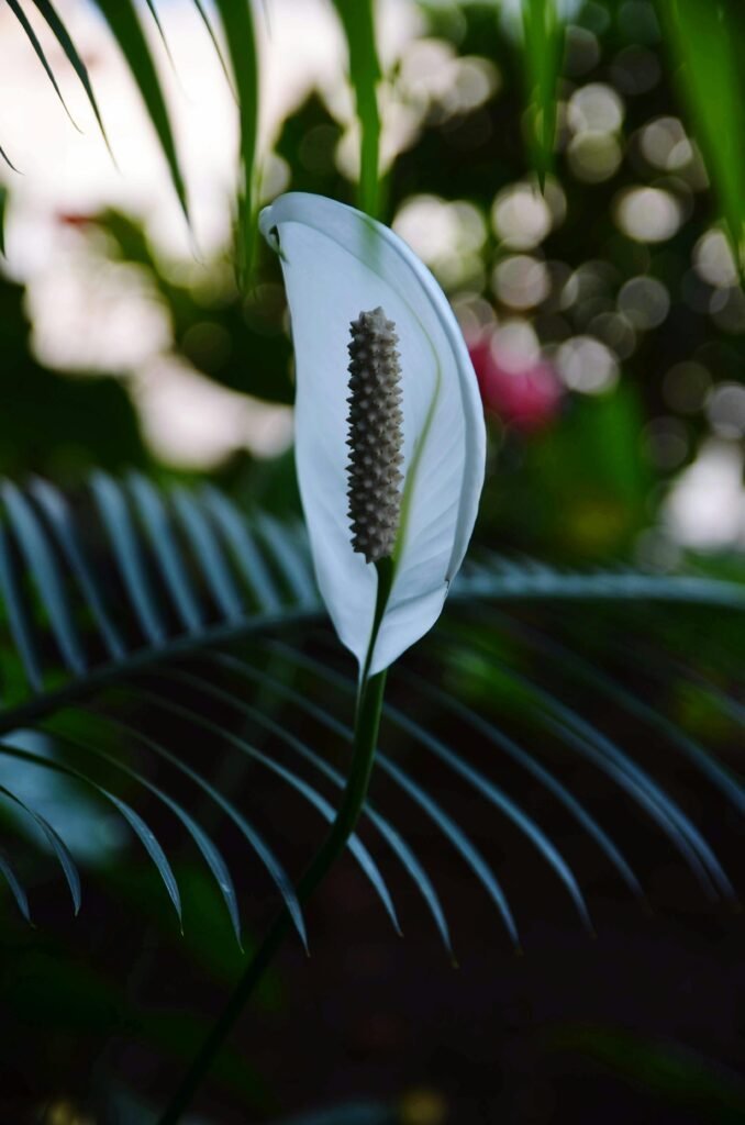 Large Peace Lily 2