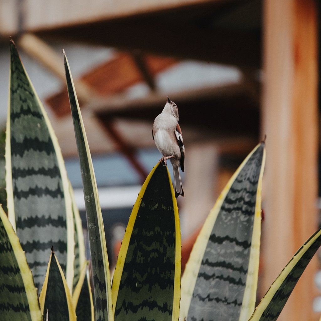 Are Snake Plants Toxic to Birds?