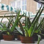 Overwatered Aloe Plant? Fix It Fast Now