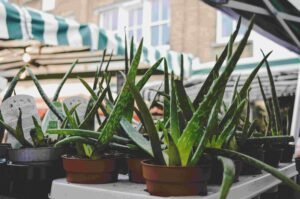 Read more about the article Overwatered Aloe Plant? Fix It Fast Now