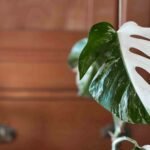 Monstera Albo: A  Beginner’s Guide to Care and Its Unique Traits