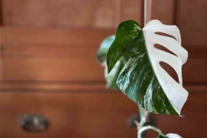 Read more about the article Monstera Albo: A  Beginner’s Guide to Care and Its Unique Traits