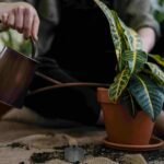 Worst Time to Water Plants: What Every Gardener Should Know