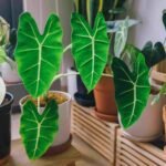 Alocasia Propagate Secrets: Boost Your Plant’s Health