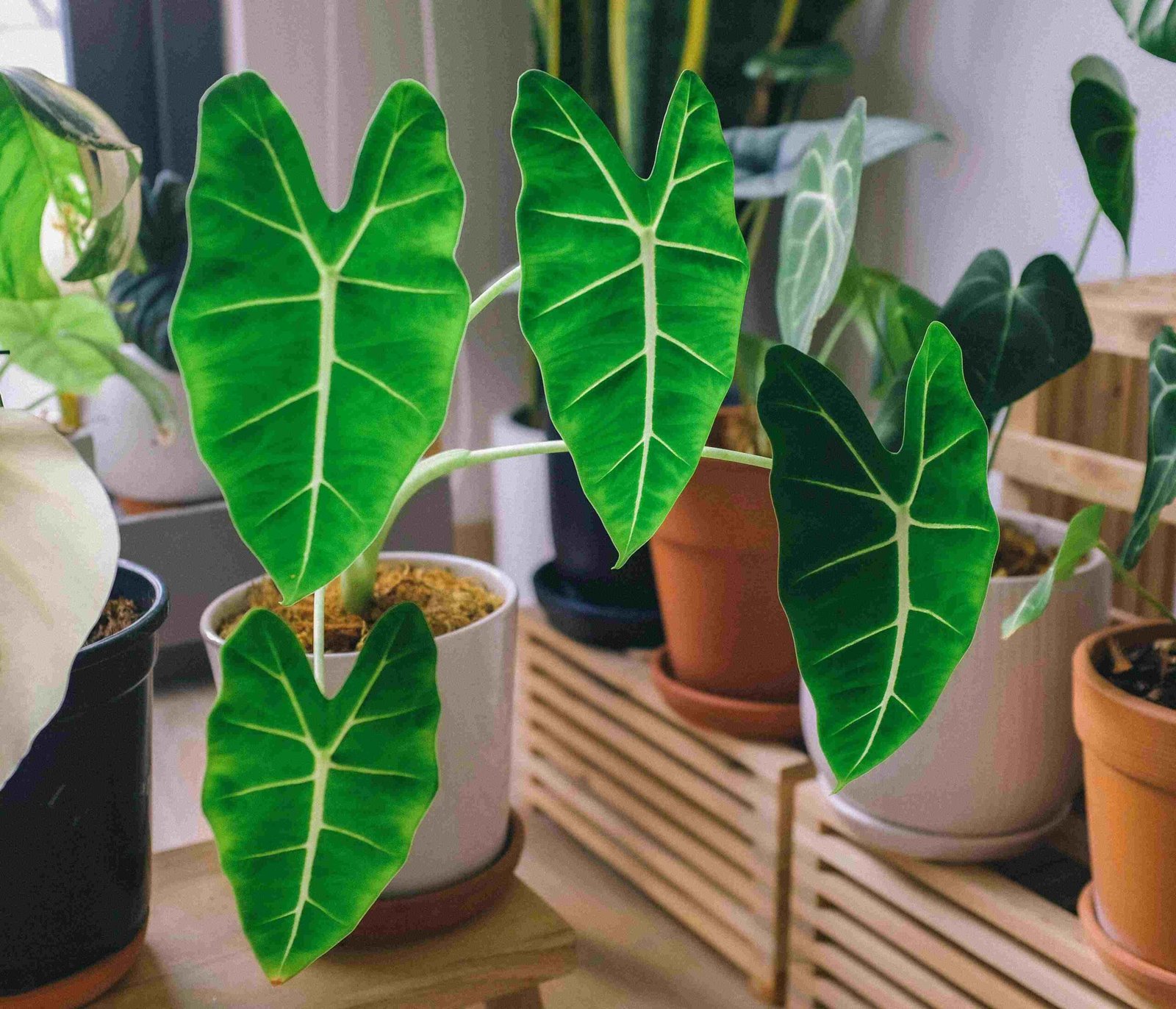 You are currently viewing Alocasia Propagate Secrets: Boost Your Plant’s Health